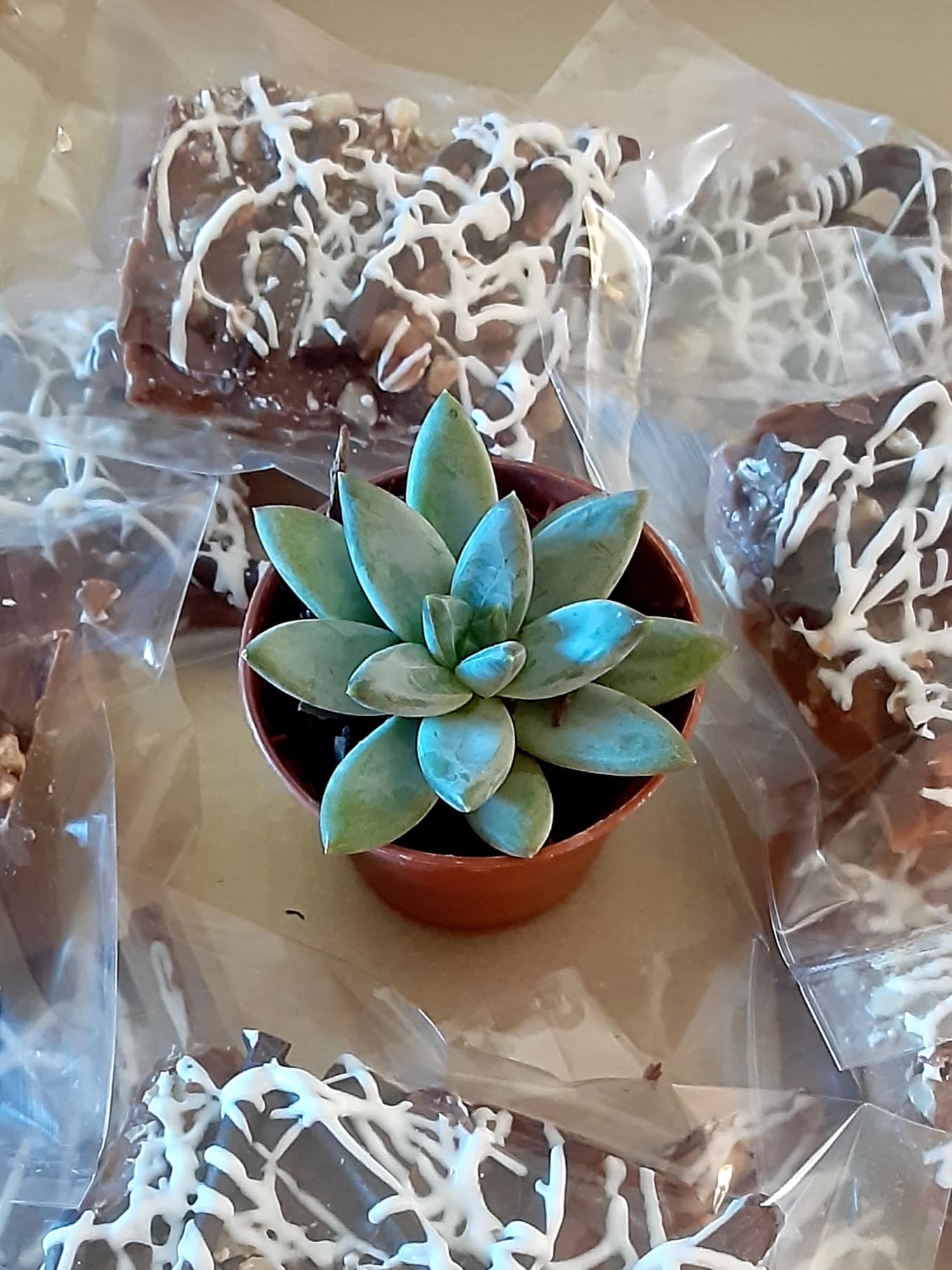 Cozy Cactus Chocolates slide 4